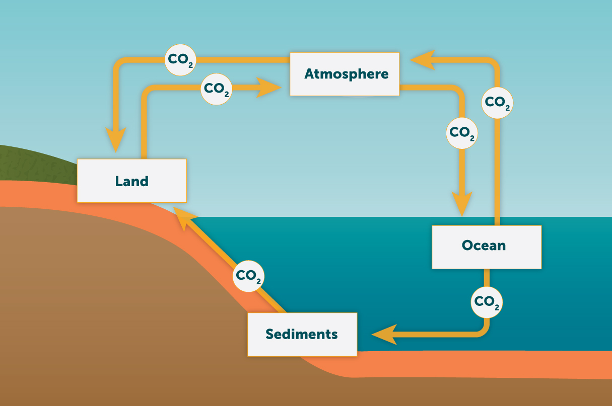 Examples Of Carbon Sinks In The Ocean